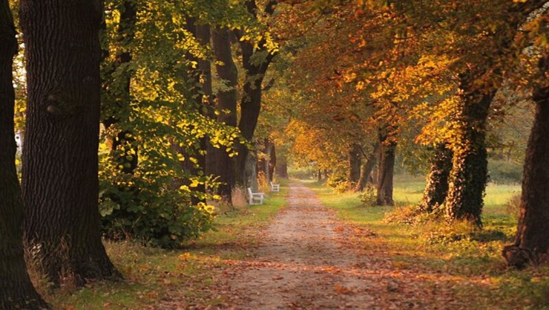 Forest walking path in Fall