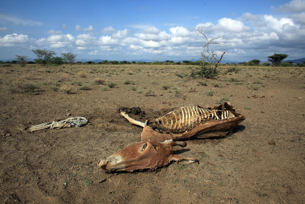 Dead donkey carcass, a victim of drought