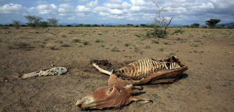 Dead donkey carcass, a victim of drought
